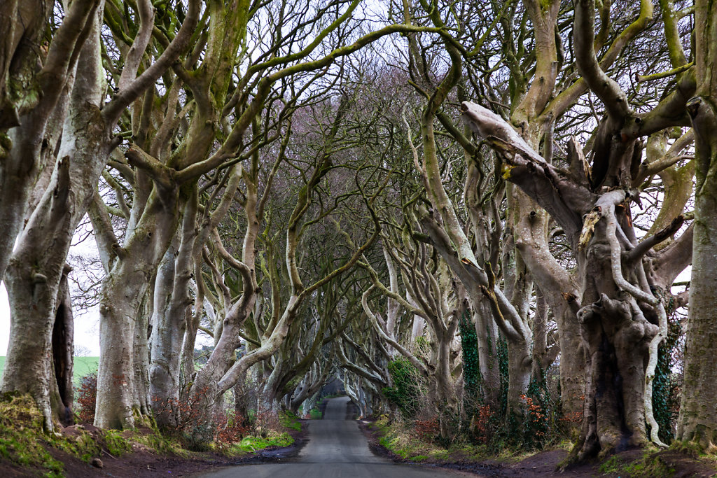 20180222-The-Dark-Hedges-017-2.jpg